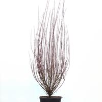 Salix purpurea 'Nana'