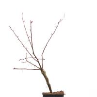 Zierapfel 'Hillieri'