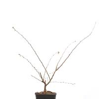 Prunus subhirtella 'Autumnalis'
