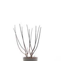 Rispenhortensie 'Pinky Winky'