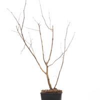 Veredelte gelbe Kornelkirsche 'Yellow Molalla'