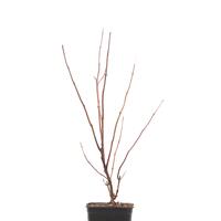 Hortensie, Schneeballhortensie 'Sweet Annabelle'�