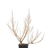 Forsythie, Goldl�ckchen, 'Mikador'�