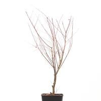 Salix integra 'Hakuro Nishiki'