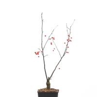 Zierapfel 'Red Juvel'