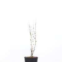Sorbaria sorbifolia 'Sem'�