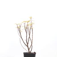 Ribes sanguineum 'Pulborough Scarlet'