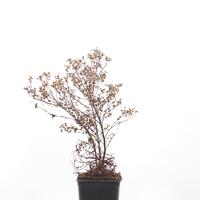 Potentilla fruticosa 'Double Punch� Gold'