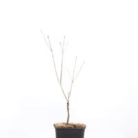 Chinesischer Fruchthartriegel 'Big Sweety'