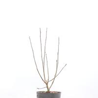 Hibiskus, Eibisch 'Hamabo'