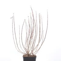 Liebliche Weigelie 'Pink Poppet'