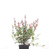 Glanzmispel 'Little Red Robin'