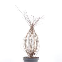 Weigelie 'Victoria'