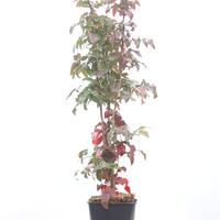 Mahonia aquifolium