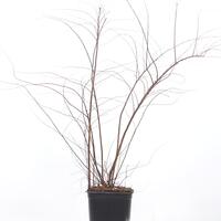 Spiraea x cinerea 'Grefsheim'