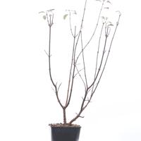 Viburnum bodnantense 'Dawn'