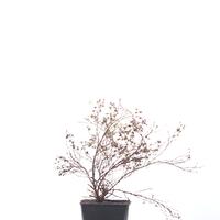 Potentilla fruticosa 'Double Punch� Cream'
