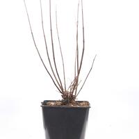 M�nchspfeffer 'Blue Diddley'�