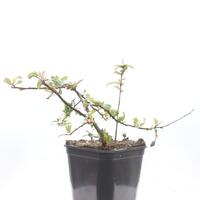 Chinesische Zierquitte 'Nivalis'