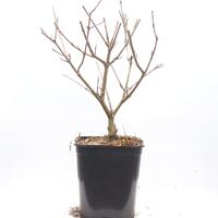 Viburnum carlesii
