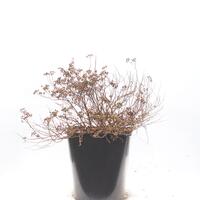 Spiraea japonica 'Little Princess'