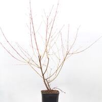 Roter Hartriegel 'Midwinter Fire'
