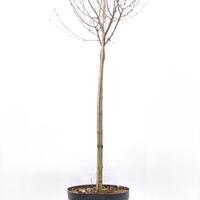 Syringa Bloomerang 'Dark Purple'�