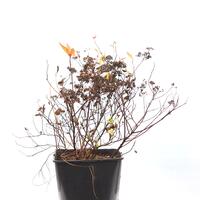 Spiraea japonica 'Double Play Artist'�