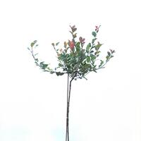 Glanzmispel 'Little Red Robin'