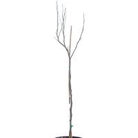 Magnolie 'Susan' Zierst�mmchen