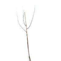 Sternmagnolie Zierst�mmchen