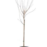 Schwarze Apfelbeere 'Nero'