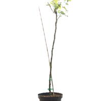 Rose 'Sweet Babylon Eyes'�