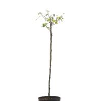 Stammrose 'Golden Celebration'�