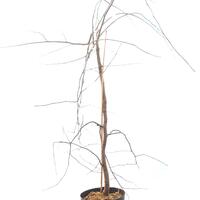 Kanadischer Judasbaum 'Vanilla Twist' Zierst�mmchen