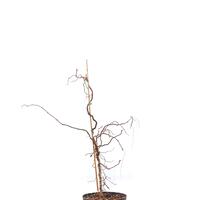 Kanadischer Judasbaum 'Carolina Sweetheart' Zierst�mmchen