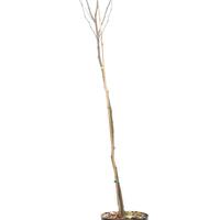 Amberbaum 'Worplesdon' - Hochstamm