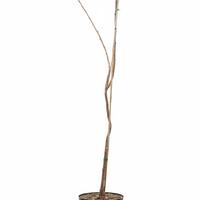 Blasenbaum, Lampionbaum 'Coral Sun' - Grossstrauch