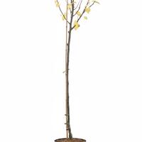 Chinesische Wildbirne 'Chanticleer' - Hochstamm