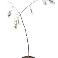 Seidenbaum 'Ombrella'