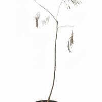 Roter Seidenbaum 'Evey's Pride'