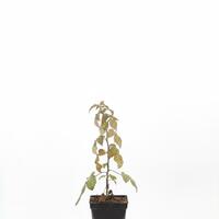 Lowberry® Brombeere Little Black Prince®