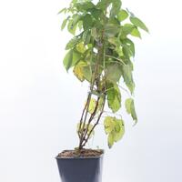 Herbsthimbeere Primeberry� Autumn Chef�