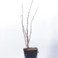 Himbeere Lubera� Sanibelle(S)
