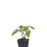 Herbsthimbeere Schlaraffia� Plentiful