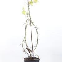 Herbsthimbeere Primeberry� Autumn Passion�