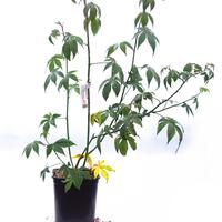 Zuckerblatt Brombeere Sugarleaf� 'Innocent'