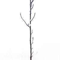 Immergr�ne Magnolie 'Ferruginea'