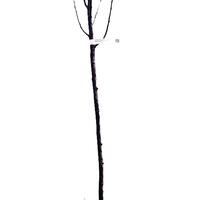 S�ulen-Zitterpappel, Saeulen-Espe 'Erecta' - Hochstamm