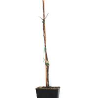 Apfel Paradis� 'Ladylike'�